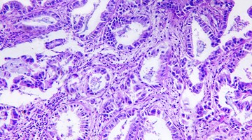 Histologia